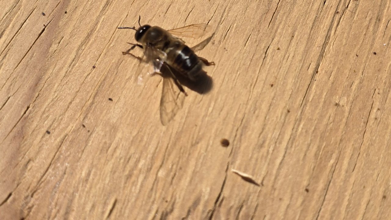 Extreme close-up of a single drone honey bee on weathered grey wood — large compound eyes meeting at the top of the head, stout body, and a blunt rounded abdomen, distinct from the slimmer workers.