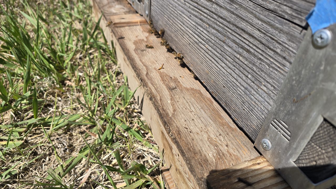 Close-up of the entrance of a weathered grey Langstroth hive box on a wood pallet, with a handful of bees on the landing area, a blue plastic frame grip leaning against the side, and grass in the foreground.