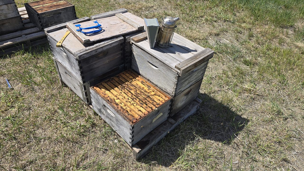 Two weathered Langstroth hives on a wood pallet in a pasture — the near one open with the frame tops exposed, the far one closed with a copper smoker parked on its telescoping lid.