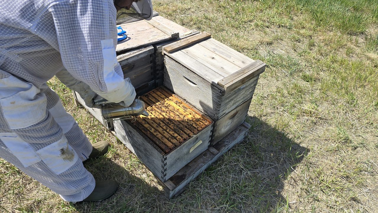 A beekeeper in a white suit working a frame out of an open Langstroth hive on a wood pallet in a green Weston, Idaho pasture, with a second hive and a smoker beside it.