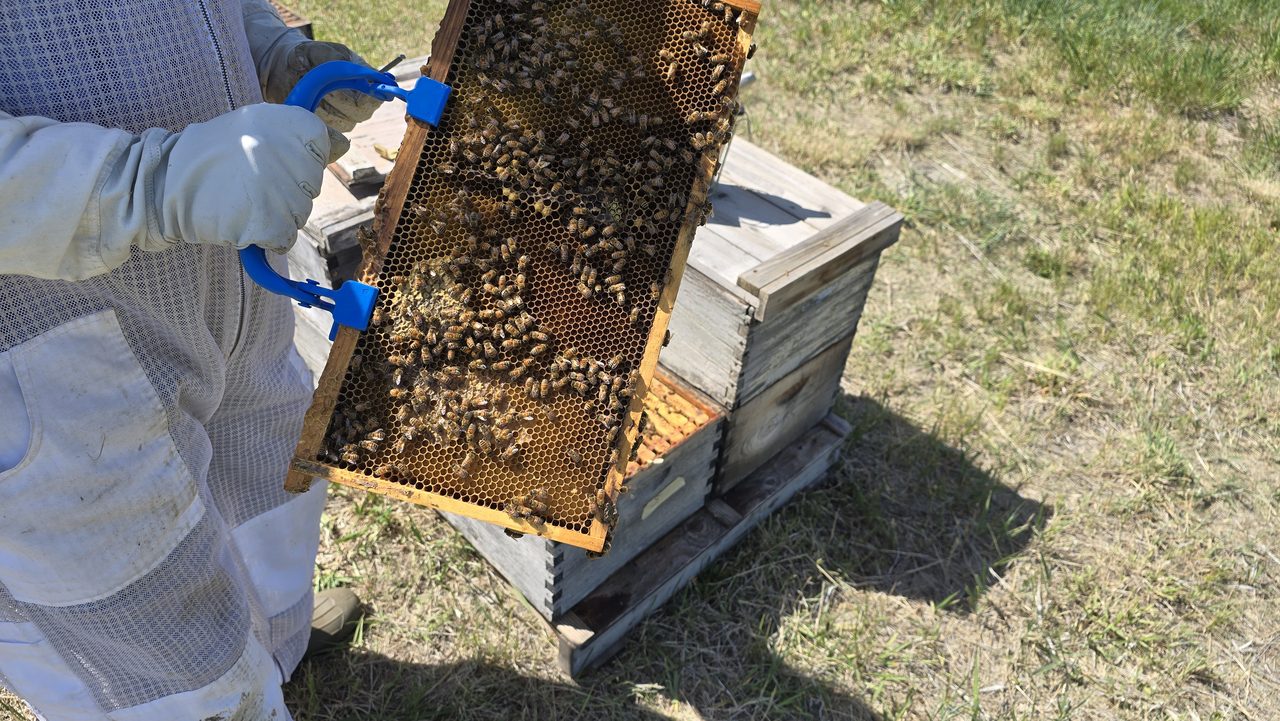 A beekeeper holding up a deep frame densely covered in bees, gripped with blue plastic frame lifters, over a stack of hive boxes on a pallet in a grassy pasture.