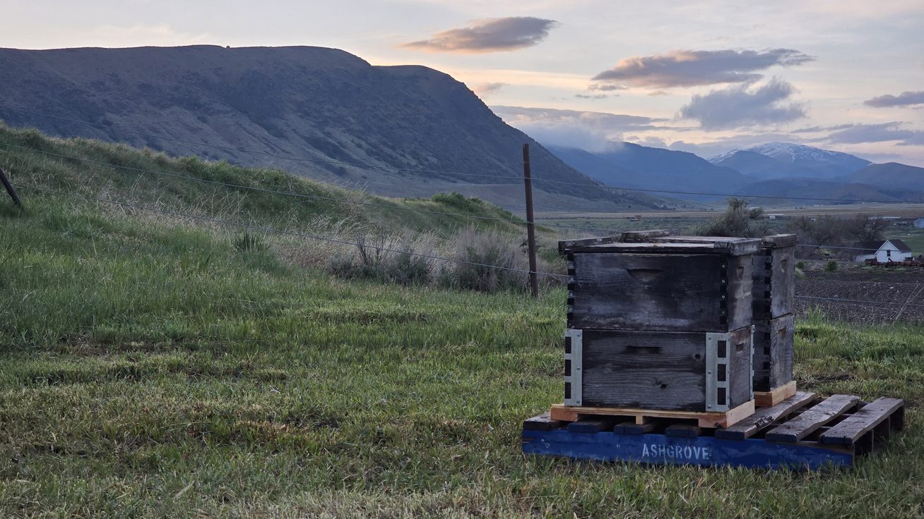 A double-deep hive on an Ashgrove pallet sits in a grass field at dusk, with the foothills of Oxford Ridge rising behind it and snow still on Old Baldy in the distance.