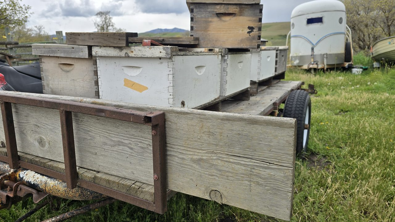 A homemade flatbed trailer in a field of grass and dandelions, loaded with a row of weathered Langstroth hive boxes — some grey, some white — sitting on 4x4 wood runners, ready to haul up to a ranch in eastern Idaho.