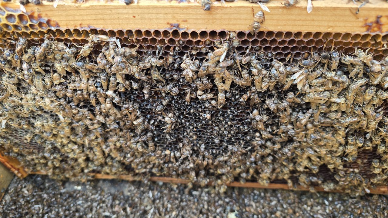 Extreme close-up of empty drawn comb with the abdomens of dozens of dead bees sticking straight out of individual cells, head-first into the comb — the classic look of a cluster that ate everything and died searching for the last micro-stores left in the wax.