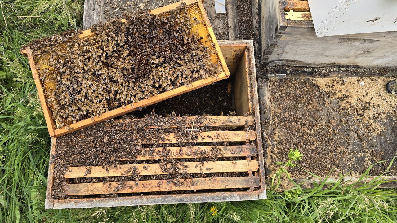 A frame from a deadout, lifted out and held over the open hive box. The comb is empty drawn comb with no capped honey visible, dotted with dead bees embedded in cells, and the bottom of the box below is covered in a heavy layer of fallen dead bees. The marked queen is visible on the frame with a paint dot on her thorax.