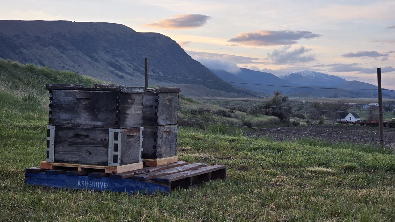 Two stacked deep boxes on a blue Ashgrove pallet in a Cache Valley pasture at dusk, with the Oxford Ridge foothills and snowy peaks fading into a pink-and-grey sunset behind them.