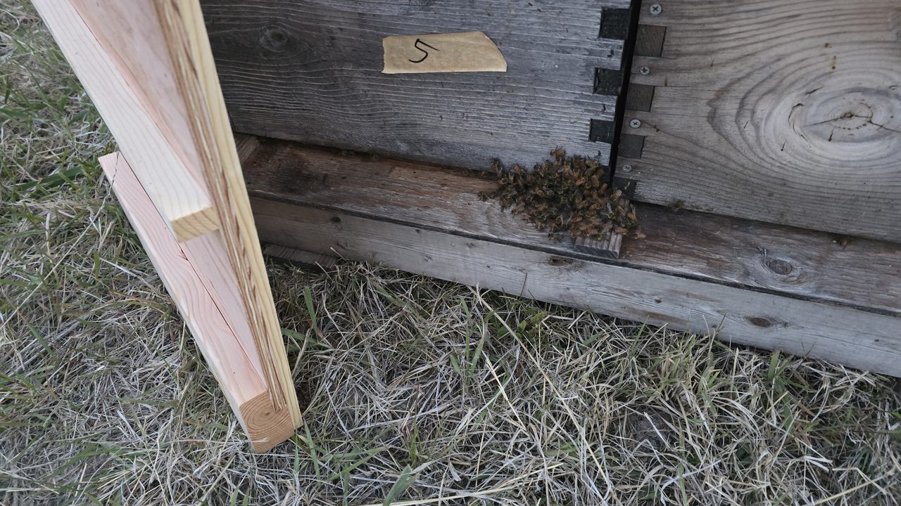 A close-up of bees clustered on the underside of a hive entrance and along the edge of a wooden bottom board leaning against the front of the box, showing how stragglers reunite with the colony after a pallet transfer.