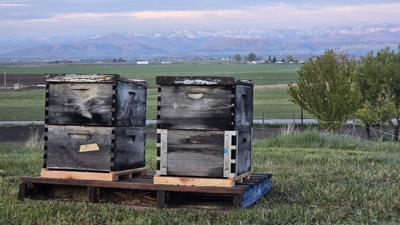 Two weathered double-deep hives side-by-side on pallets in a green pasture, with the snow-capped Bear River Range stretching across the horizon east of Preston, Idaho.