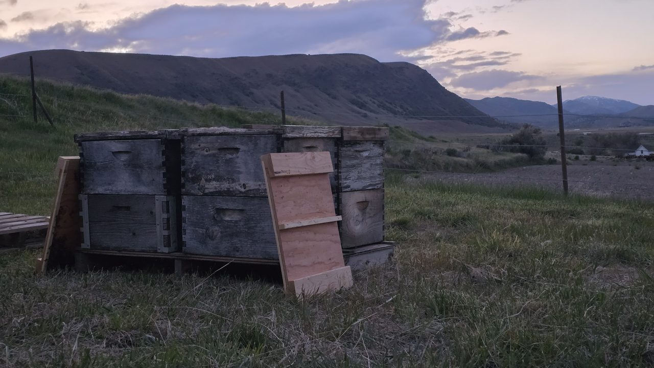 Two double-deep hives on a wood pallet in a Weston, Idaho pasture at dusk, with the Oxford Ridge foothills behind them and the original hive bottom boards leaning against the entrances.