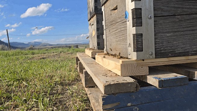Hive on a wood pallet in the back pasture in Weston, Idaho, with bees working the entrance and the foothills in the background.