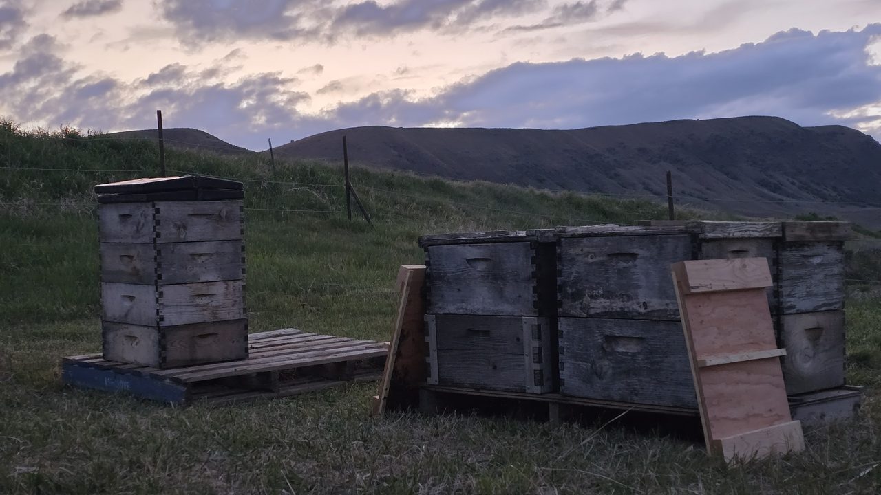 A pallet next to the hive pallet holding a tall stack of four honey supers with four top feeders sitting on top, staged and ready to deploy as soon as the colonies finish drawing the second deep brood box.