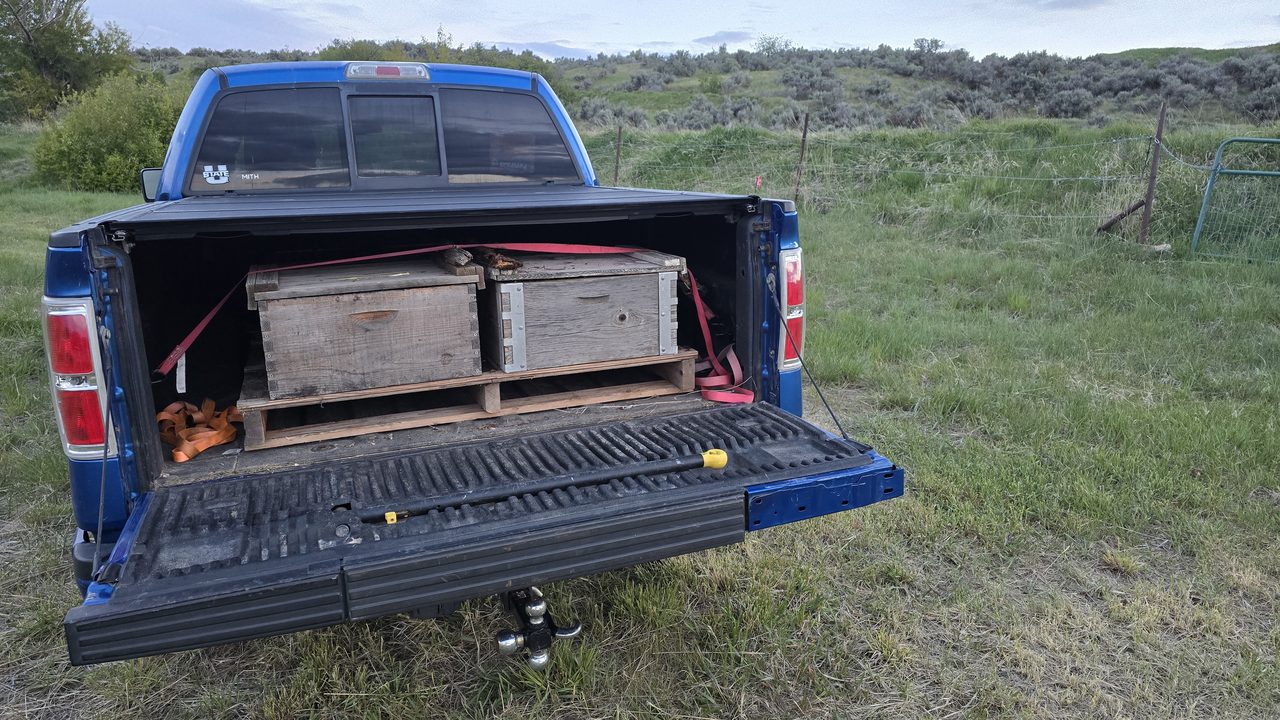 Two single-deep hives strapped into the bed of a blue Ford F-150 with a bright pink ratchet strap, ready to drive up the valley to Weston, Idaho after sunset.